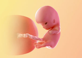 هفته دهم بارداری