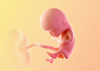 هفته دوازدهم بارداری