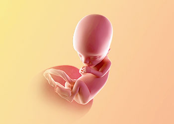 هفته سیزدهم بارداری