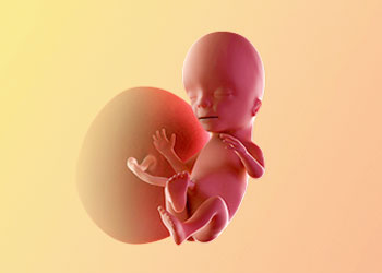 هفته پانزدهم بارداری