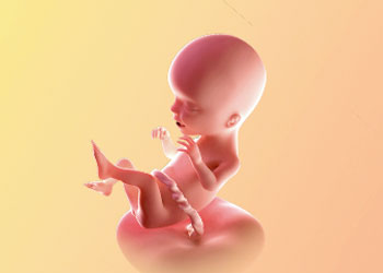 هفته هفدهم بارداری