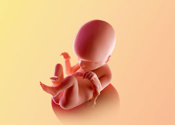 هفته هجدهم بارداری