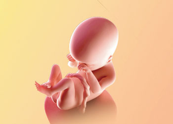 هفته نوزدهم بارداری