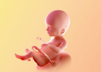 هفته بیستم بارداری