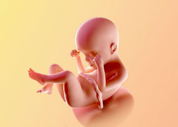 هفته بیست و چهارم بارداری