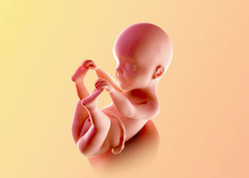 هفته بیست و پنجم بارداری