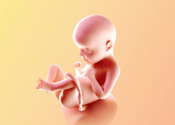 هفته-29-بارداری هفته بیست و نهم بارداری