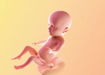 هفته سی و یکم بارداری