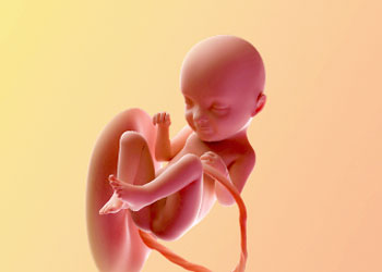 هفته-33-بارداری هفته سی و سوم بارداری