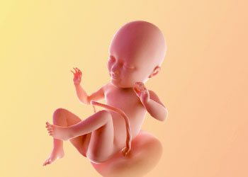 هفته سی و چهارم بارداری