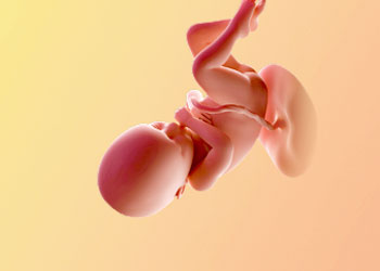 هفته سی و ششم بارداری