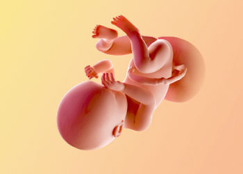 هفته سی و هشتم بارداری