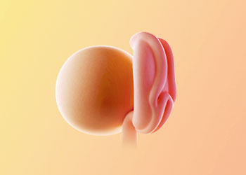 هفته-4-بارداری هفته چهارم بارداری