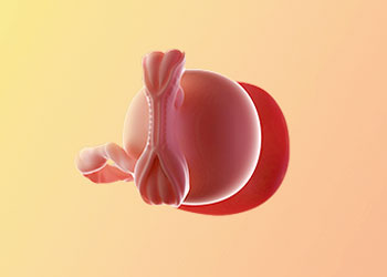 هفته-5-بارداری هفته پنجم بارداری