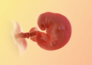 هفته-6-بارداری هفته ششم بارداری