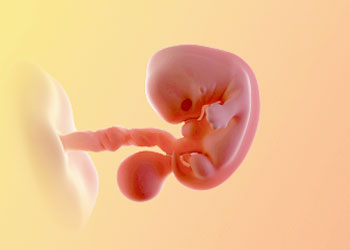 هفته-7-بارداری هفته هفتم بارداری