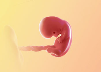 هفته-8-بارداری هفته هشتم بارداری