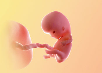 هفته-9-بارداری هفته نهم بارداری