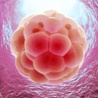 هفته اول و دوم بارداری