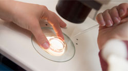 Embryologist adding sperm to egg in laboratory آی وی اف