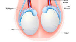 کوچک یا بزرگ بودن بیضه ها