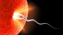 غذاهای اسپرم کش