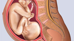 وزن جنین در هفته های مختلف بارداری