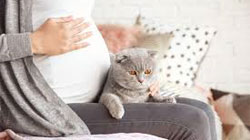 موی گربه و سقط جنین